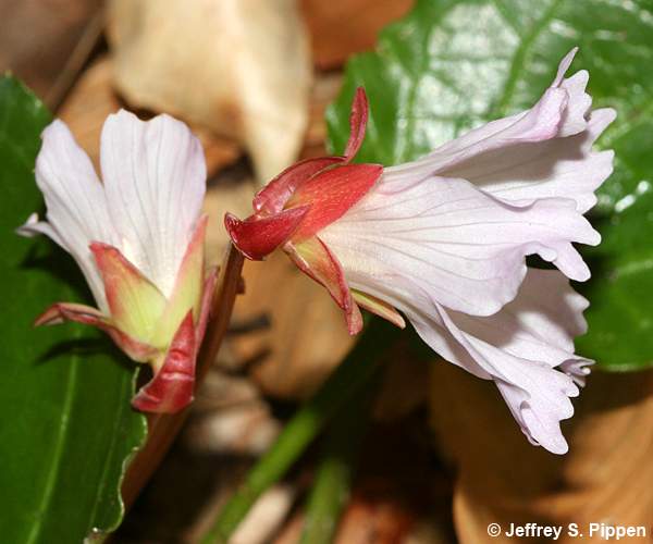 Oconee Bells (Shortia galacifolia)