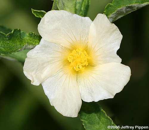 Arrowleaf Sida, Cuban Jute, Paddy's Lucern (Sida rhombifolia)