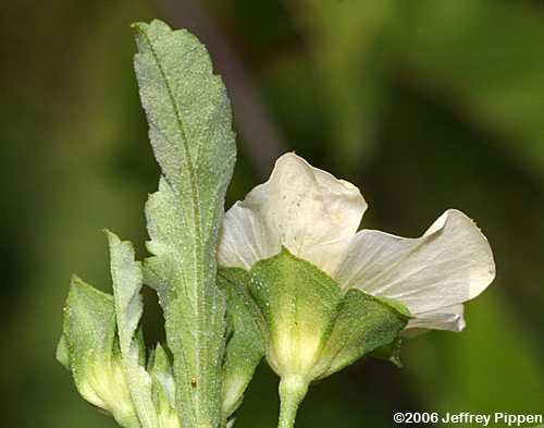 Arrowleaf Sida, Cuban Jute, Paddy's Lucern (Sida rhombifolia)
