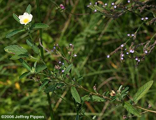 Arrowleaf Sida, Cuban Jute, Paddy's Lucern (Sida rhombifolia)