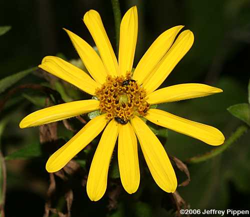 Starry Rosinweed, Southern Rosinweed (Silphium asteriscus)