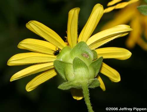 Starry Rosinweed, Southern Rosinweed (Silphium asteriscus)