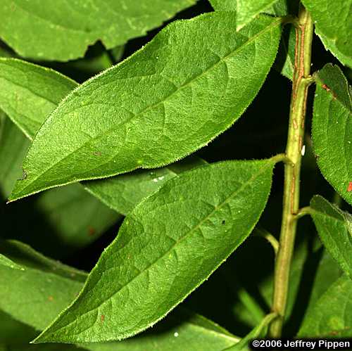 Starry Rosinweed, Southern Rosinweed (Silphium asteriscus)