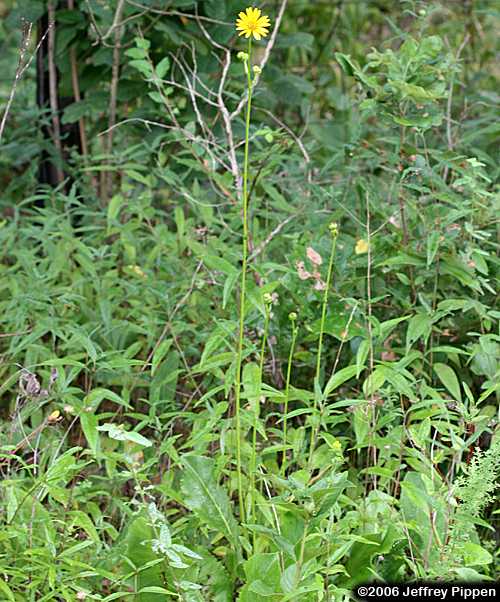Starry Rosinweed, Southern Rosinweed (Silphium asteriscus)