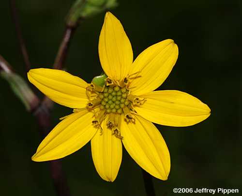 Kidneyleaf Rosinweed (Silphium compositum)