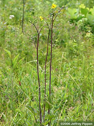 Kidneyleaf Rosinweed (Silphium compositum)