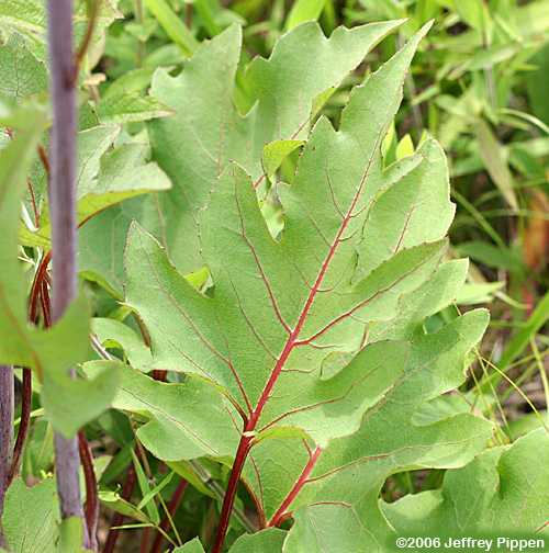 Kidneyleaf Rosinweed (Silphium compositum)