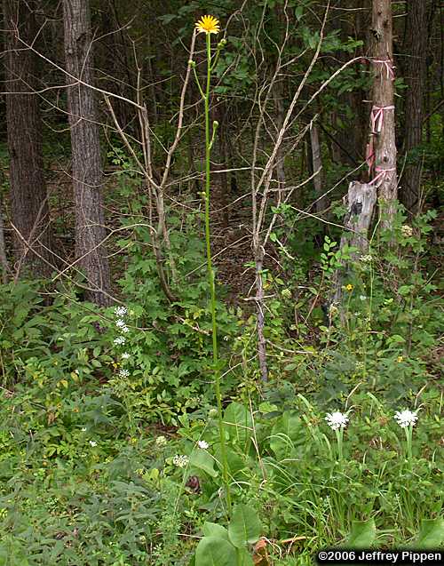 Prairie Dock (Silphium terebinthinaceum)