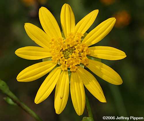 Prairie Dock (Silphium terebinthinaceum)