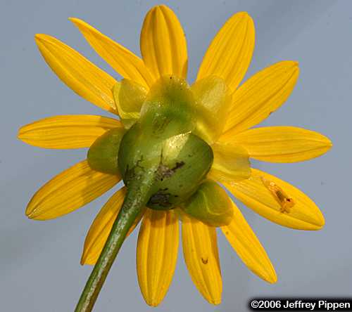 Prairie Dock (Silphium terebinthinaceum)