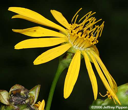 Prairie Dock (Silphium terebinthinaceum)
