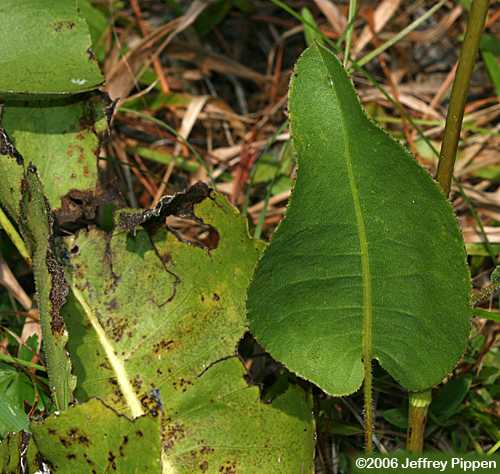 Prairie Dock (Silphium terebinthinaceum)