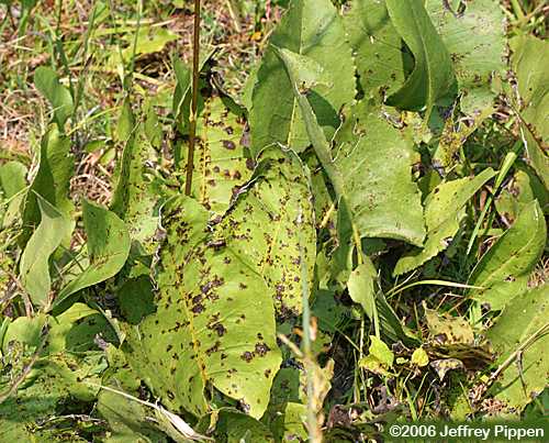 Prairie Dock (Silphium terebinthinaceum)