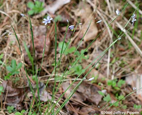 Blue-eyed Grass (Sisyrinchium sp.)