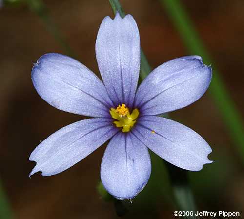 Blue-eyed Grass (Sisyrinchium sp.)