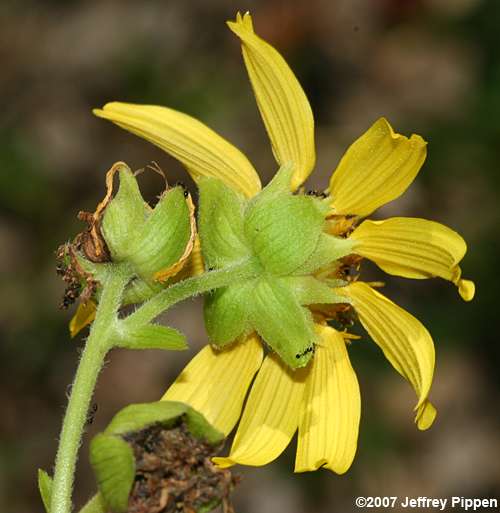Yellow-flowered Leafcup, Hairy Leafcup (Smallanthus uvedalius)