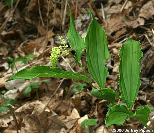 False Solomon's Seal (Smilacina racemosa)
