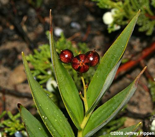 Starry False Solomon's Seal (Maianthemum stellatum, Smilacina stellata)
