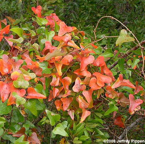 Dune Greenbrier, Earleaf Greenbrier (Smilax auriculata)