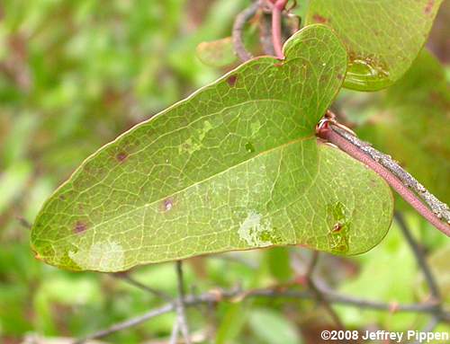 Dune Greenbrier, Earleaf Greenbrier (Smilax auriculata)