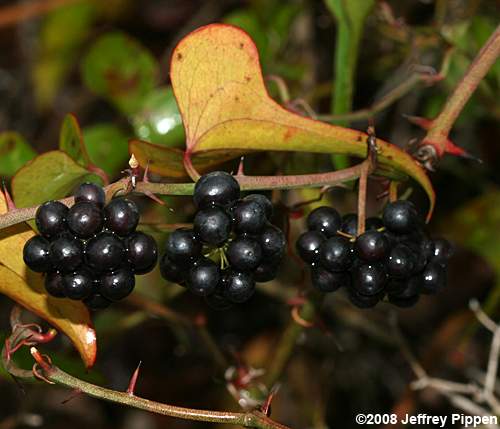 Dune Greenbrier, Earleaf Greenbrier (Smilax auriculata)