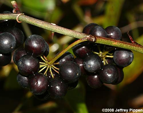 Dune Greenbrier, Earleaf Greenbrier (Smilax auriculata)