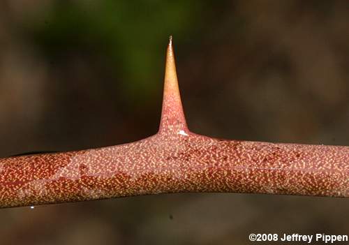 Dune Greenbrier, Earleaf Greenbrier (Smilax auriculata)