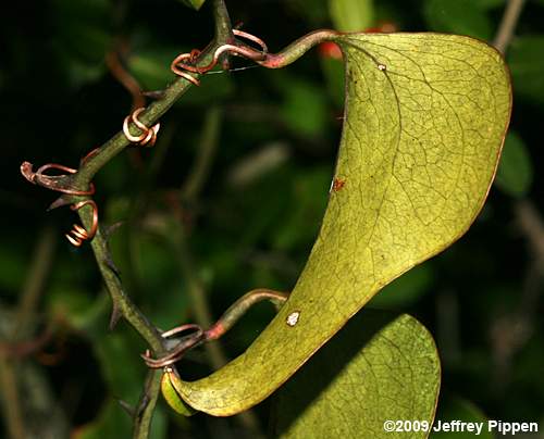 Dune Greenbrier, Earleaf Greenbrier (Smilax auriculata)