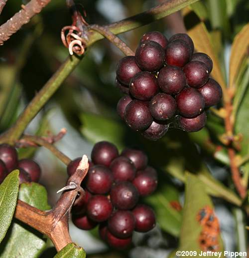 Dune Greenbrier, Earleaf Greenbrier (Smilax auriculata)