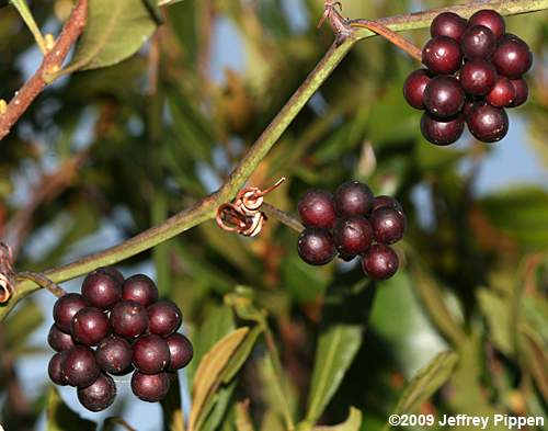 Dune Greenbrier, Earleaf Greenbrier (Smilax auriculata)