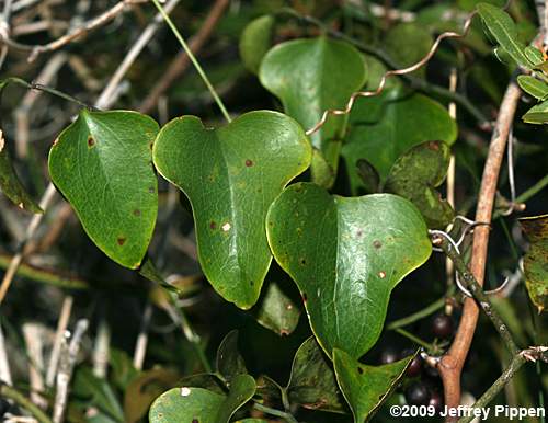 Dune Greenbrier, Earleaf Greenbrier (Smilax auriculata)