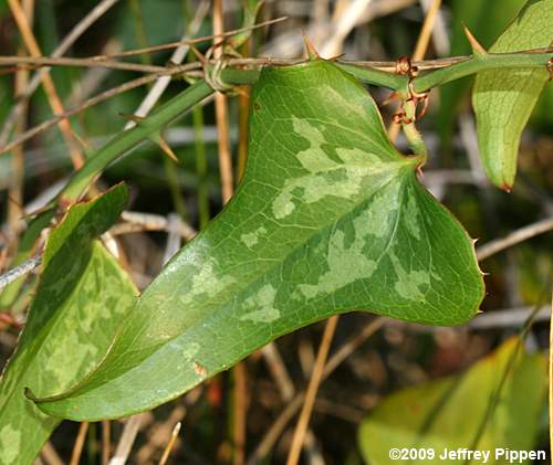 Dune Greenbrier, Earleaf Greenbrier (Smilax auriculata)