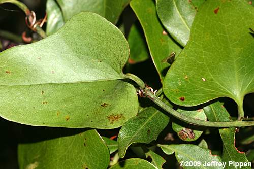 Dune Greenbrier, Earleaf Greenbrier (Smilax auriculata)