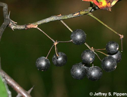 Whiteleaf Greenbrier (Smilax glauca)