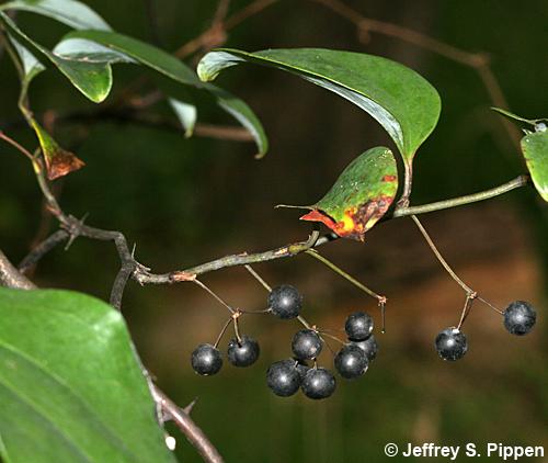 Whiteleaf Greenbrier (Smilax glauca)