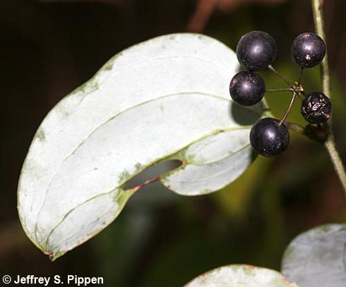 Whiteleaf Greenbrier (Smilax glauca)