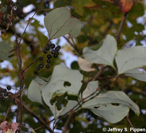 Whiteleaf Greenbrier (Smilax glauca)