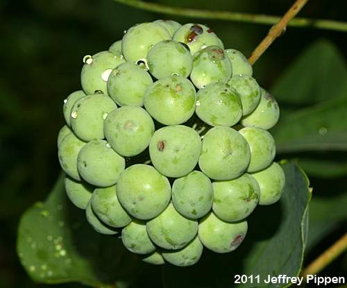 Common Carrionflower (Smilax herbacea)