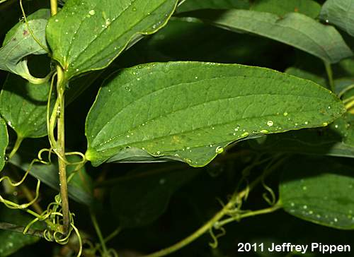 Common Carrionflower (Smilax herbacea)