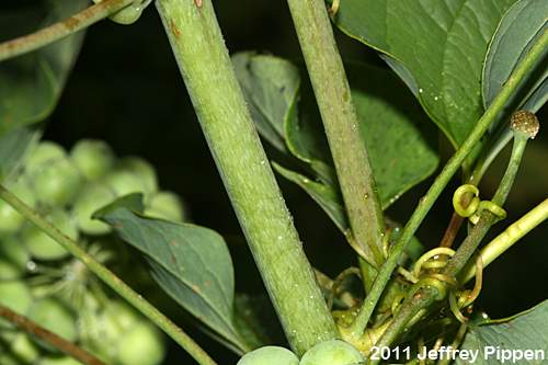 Common Carrionflower (Smilax herbacea)