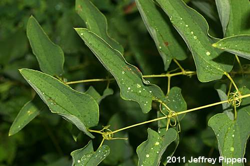 Common Carrionflower (Smilax herbacea)