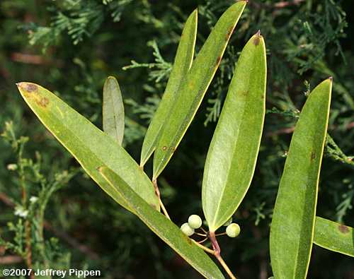 Laurel Greenbrier, Blaspheme Vine (Smilax laurifolia)