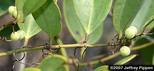 Laurel Greenbrier, Blaspheme Vine (Smilax laurifolia)