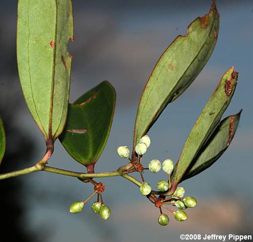 Laurel Greenbrier, Blaspheme Vine (Smilax laurifolia)