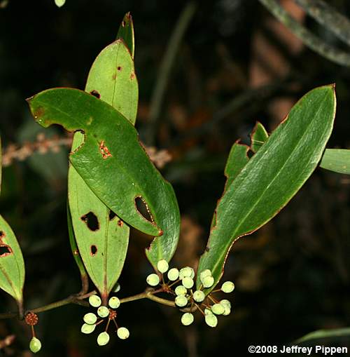 Laurel Greenbrier, Blaspheme Vine (Smilax laurifolia)