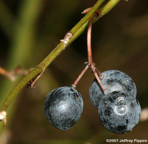 Common Greenbrier, Roundleaf Greenbrier (Smilax rotundifolia)