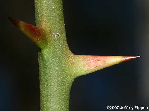 Common Greenbrier, Roundleaf Greenbrier (Smilax rotundifolia)