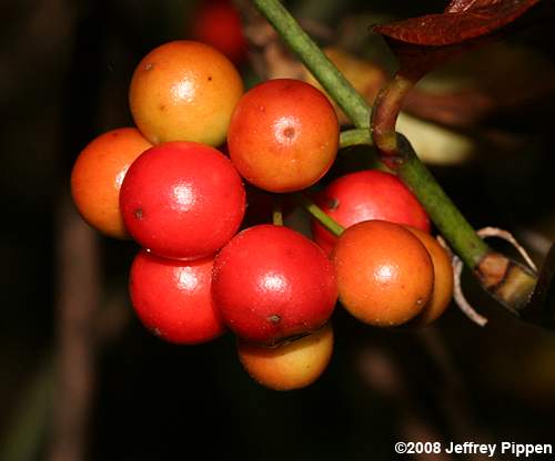 Coral Greenbrier (Smilax walteri)