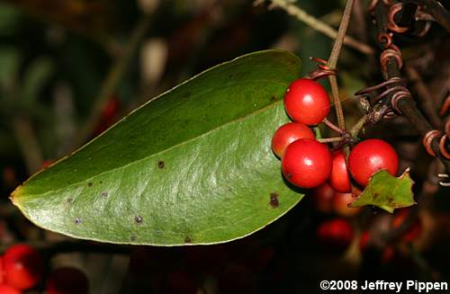 Coral Greenbrier (Smilax walteri)