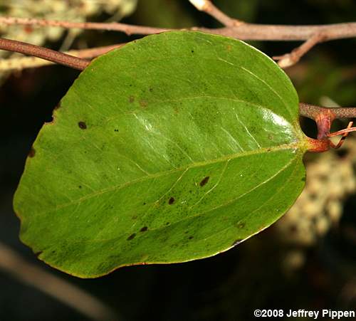 Coral Greenbrier (Smilax walteri)